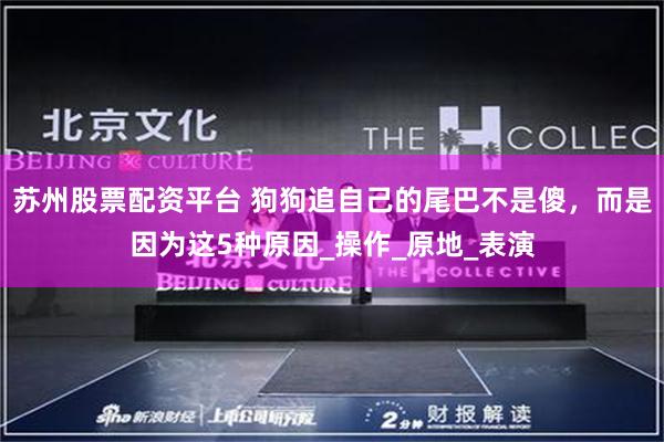 苏州股票配资平台 狗狗追自己的尾巴不是傻，而是因为这5种原因_操作_原地_表演